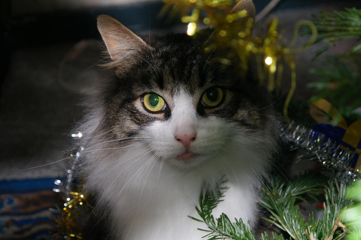 Norsk Skovkat Bosse | The Little Tiger |<3 billede 7