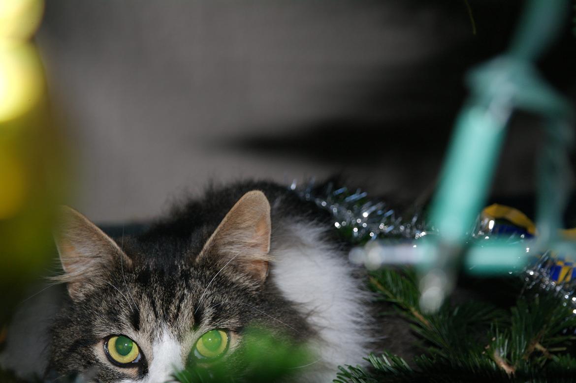 Norsk Skovkat Bosse | The Little Tiger |<3 billede 8