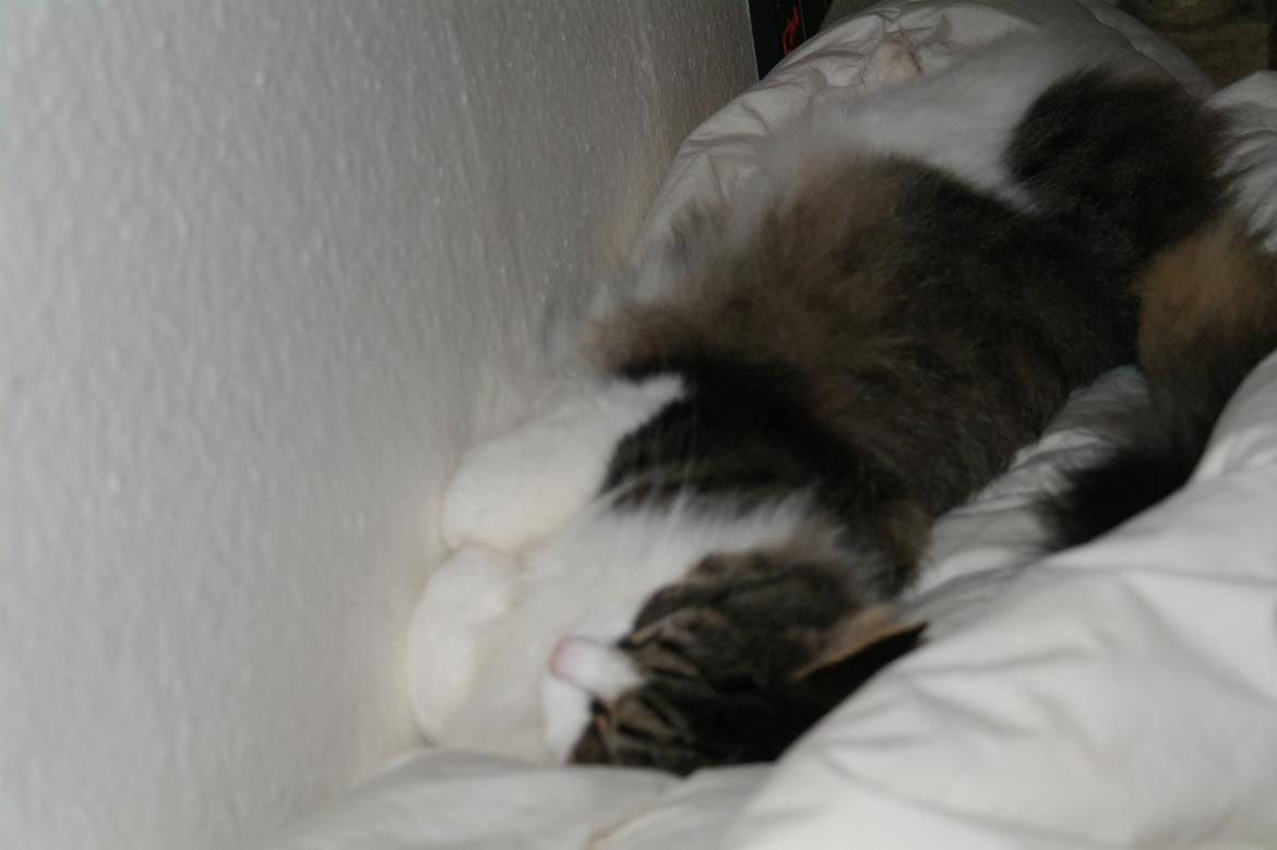 Norsk Skovkat Bosse | The Little Tiger |<3 billede 9