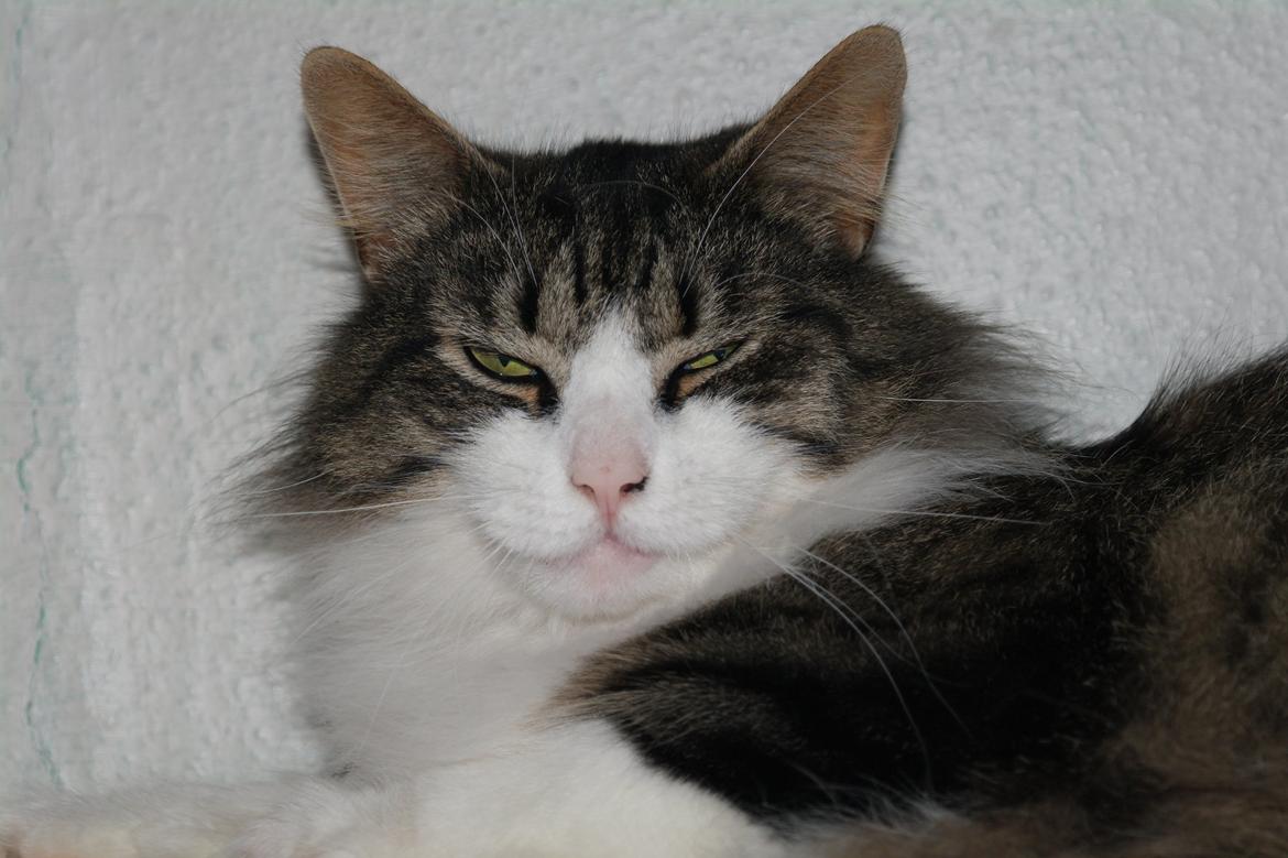 Norsk Skovkat Bosse | The Little Tiger |<3 billede 10