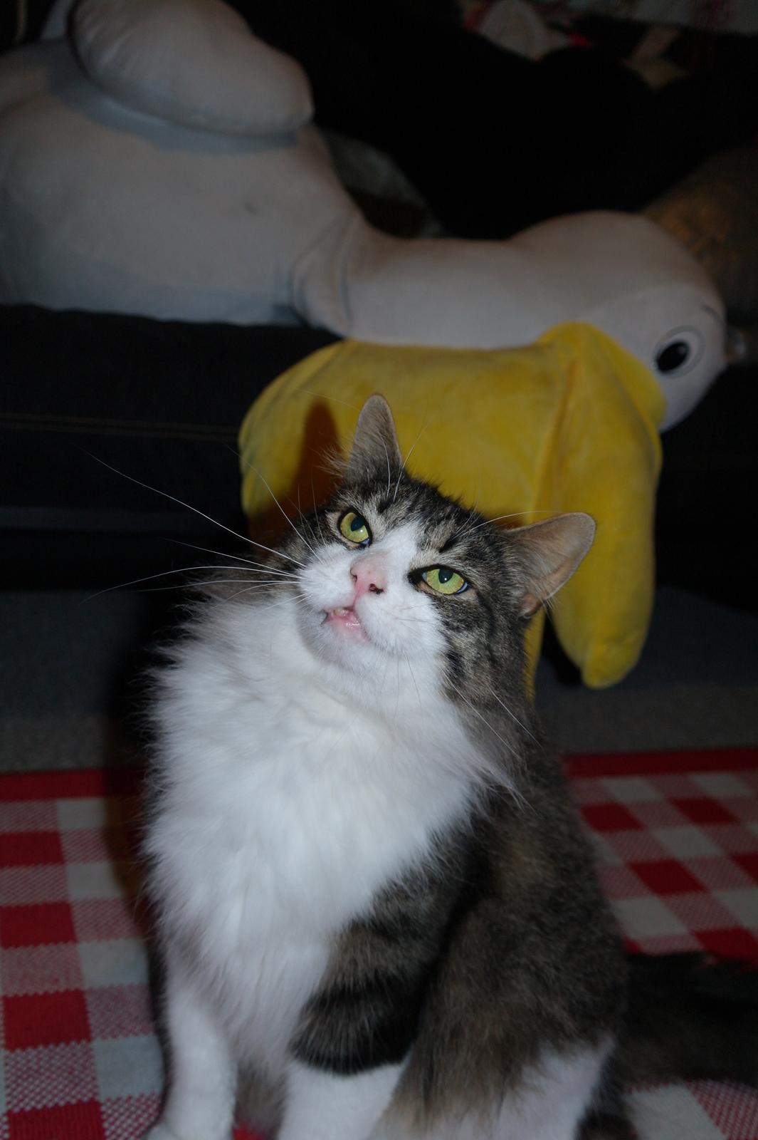 Norsk Skovkat Bosse | The Little Tiger |<3 billede 13