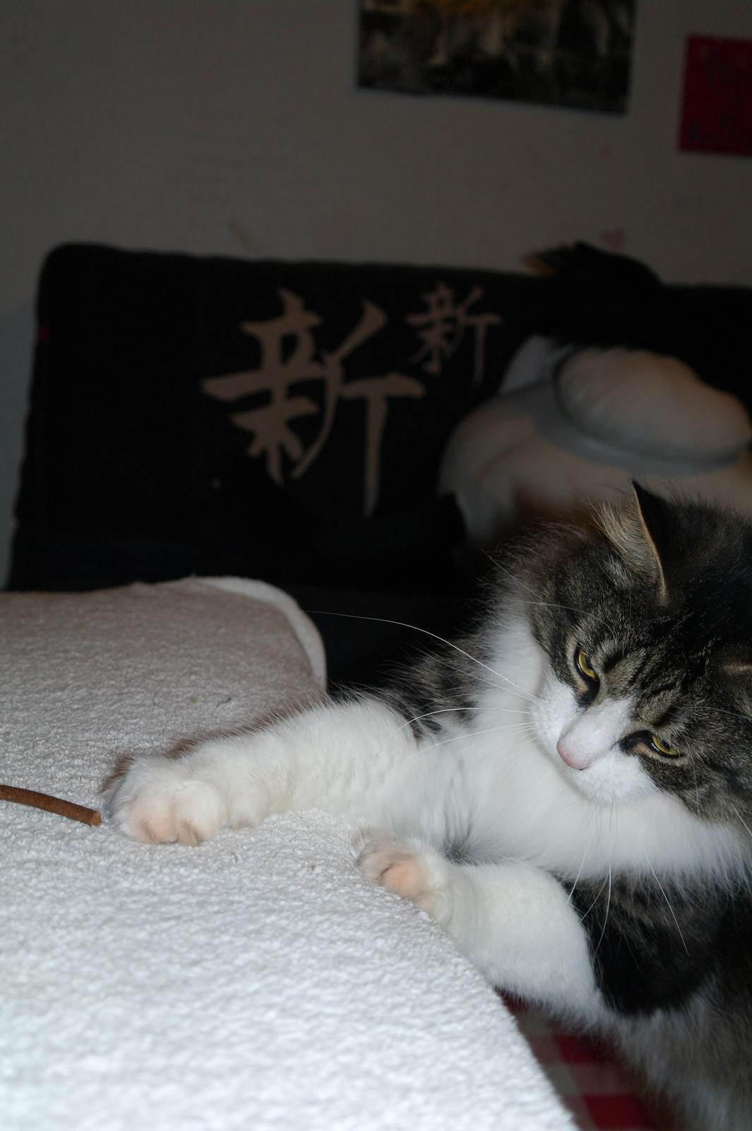 Norsk Skovkat Bosse | The Little Tiger |<3 billede 15