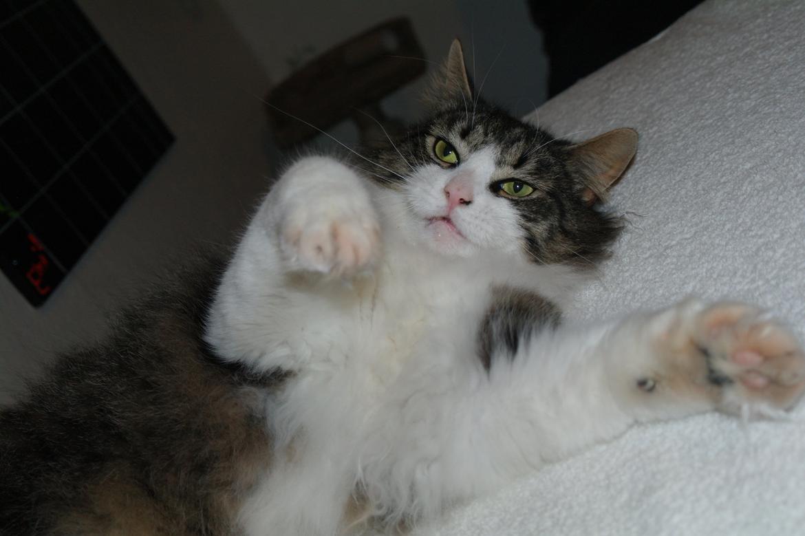 Norsk Skovkat Bosse | The Little Tiger |<3 billede 16