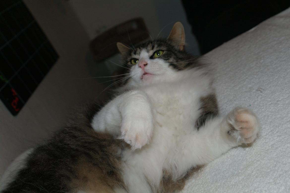 Norsk Skovkat Bosse | The Little Tiger |<3 billede 17