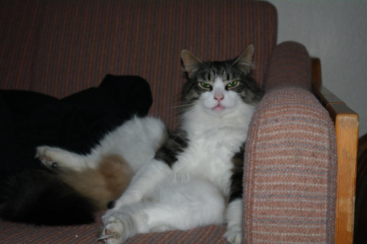 Norsk Skovkat Bosse | The Little Tiger |<3 billede 5