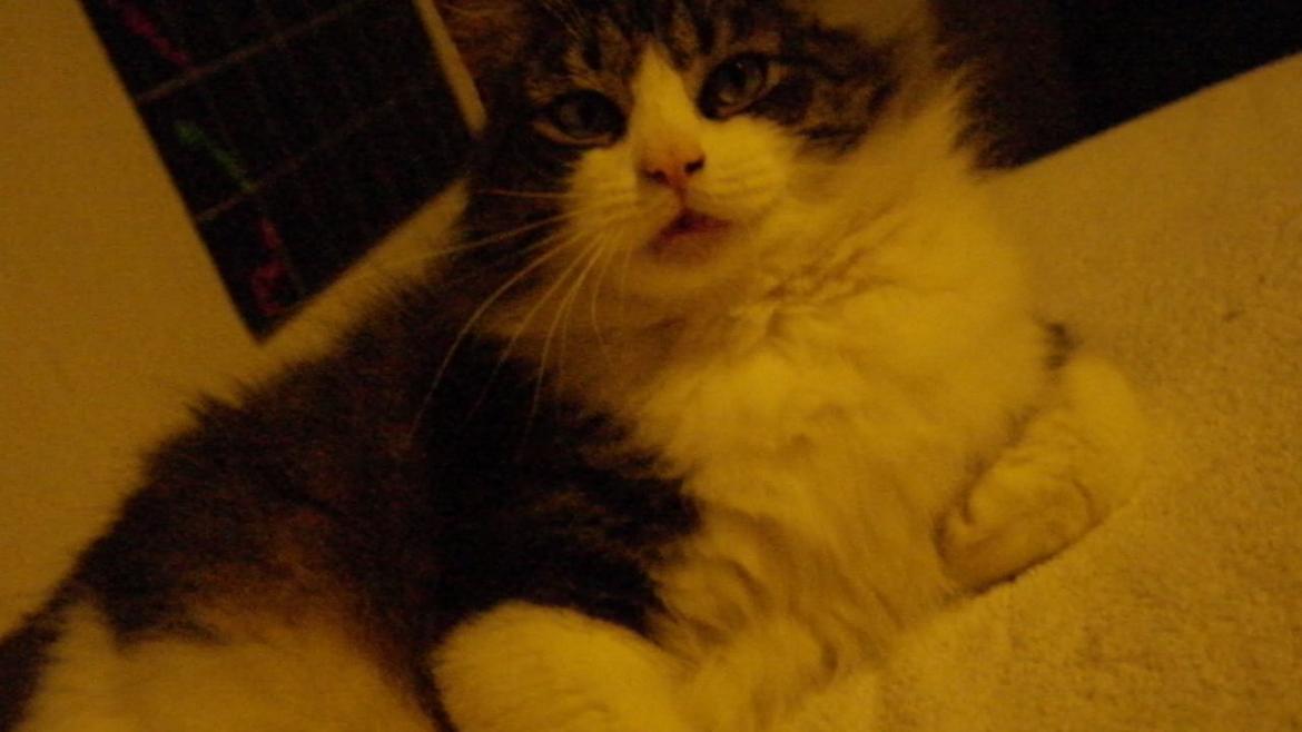 Norsk Skovkat Bosse | The Little Tiger |<3 billede 18