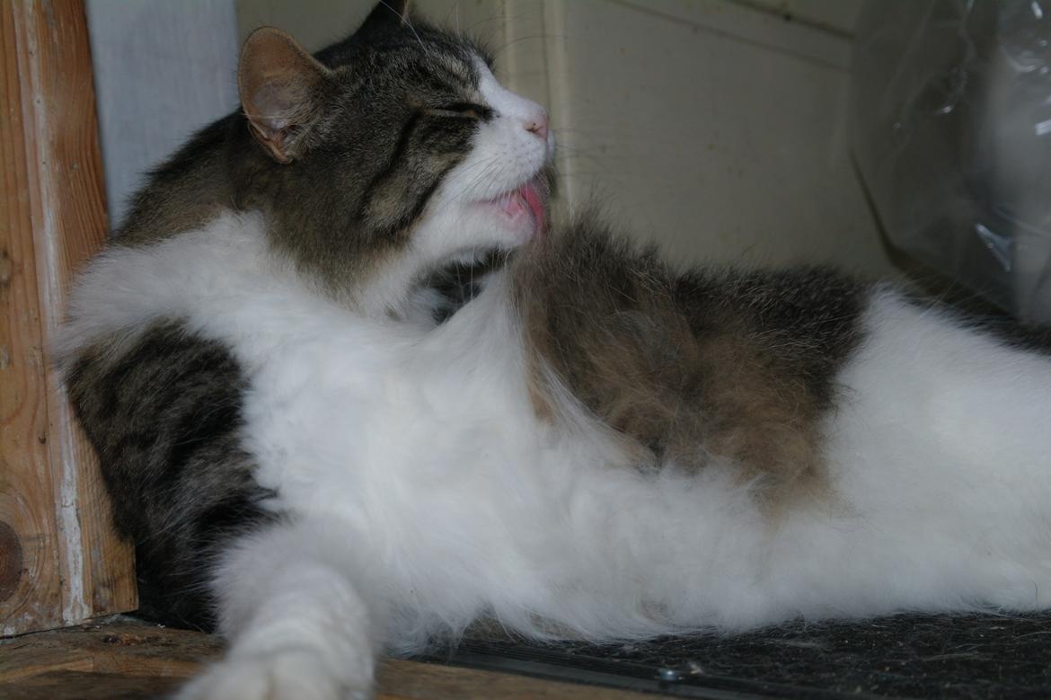 Norsk Skovkat Bosse | The Little Tiger |<3 billede 19