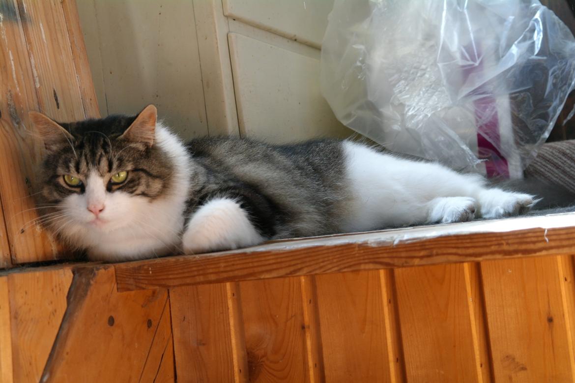 Norsk Skovkat Bosse | The Little Tiger |<3 billede 20