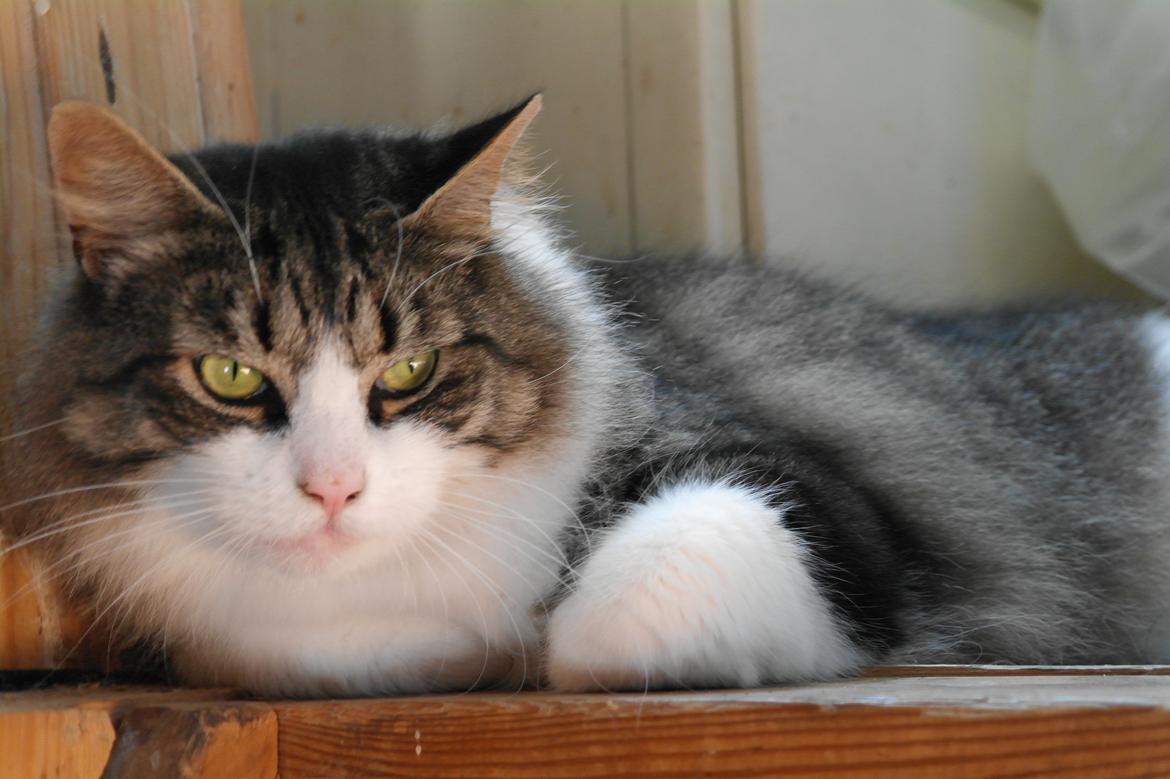 Norsk Skovkat Bosse | The Little Tiger |<3 billede 21