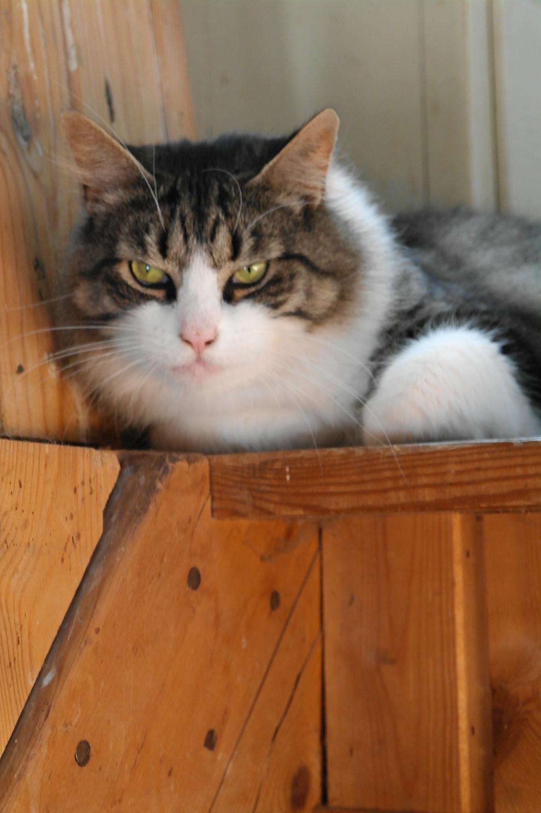 Norsk Skovkat Bosse | The Little Tiger |<3 billede 22