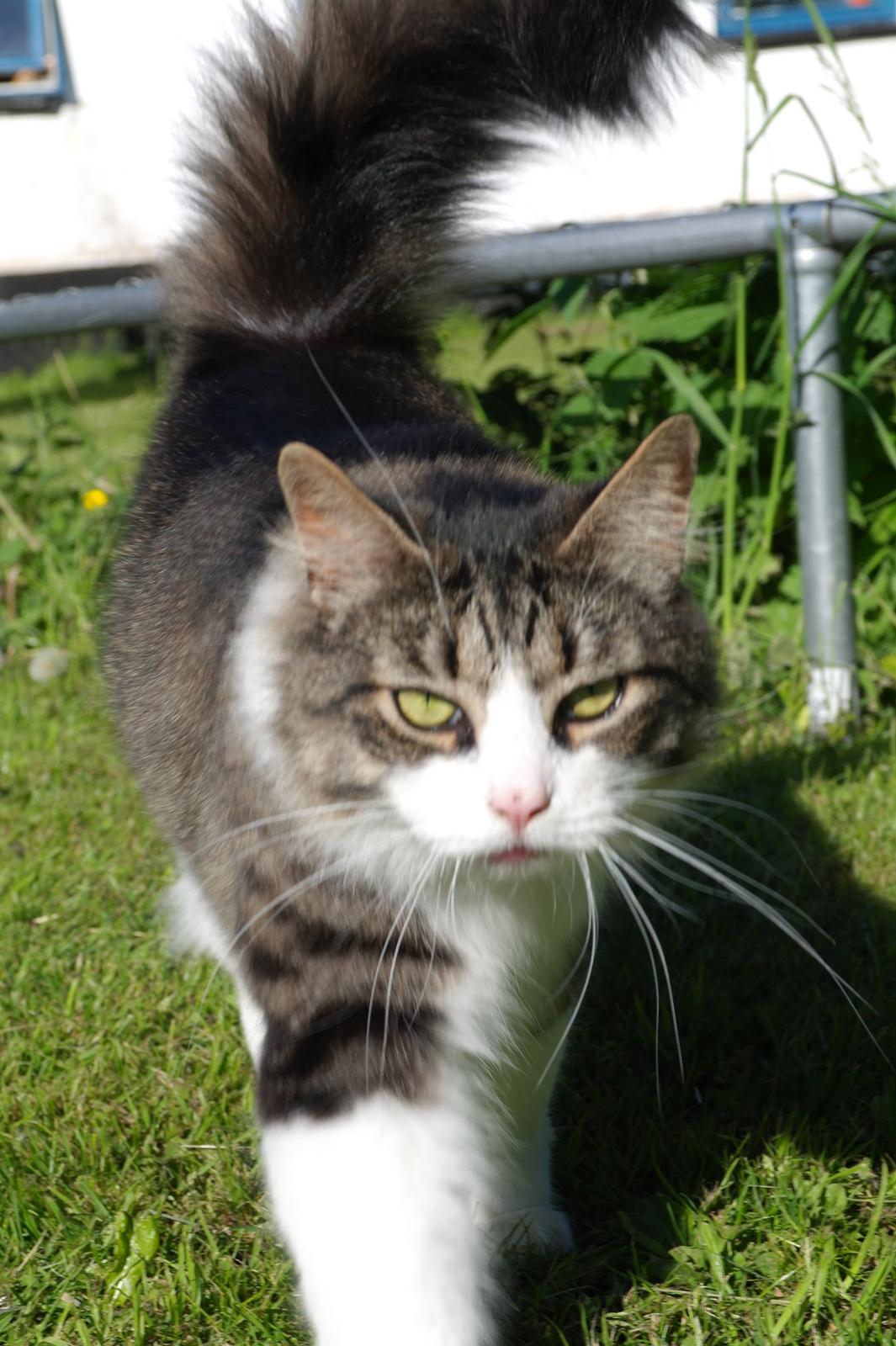 Norsk Skovkat Bosse | The Little Tiger |<3 billede 12