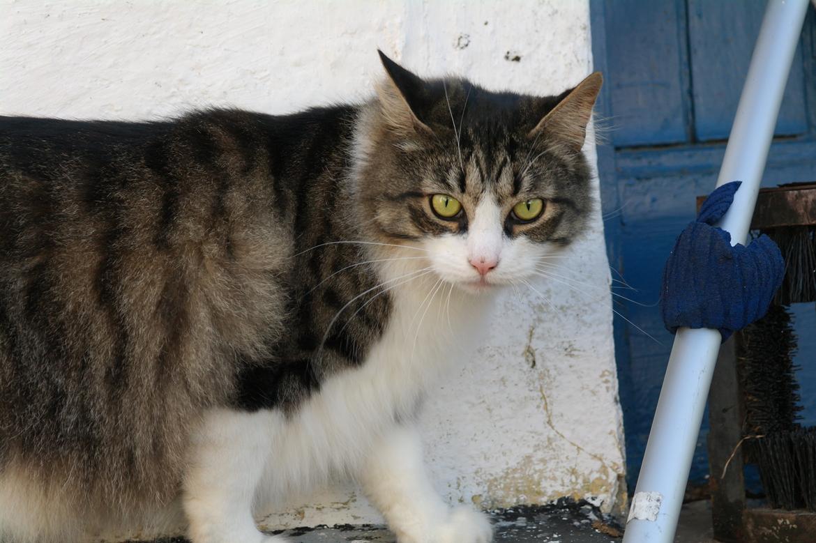 Norsk Skovkat Bosse | The Little Tiger |<3 billede 24