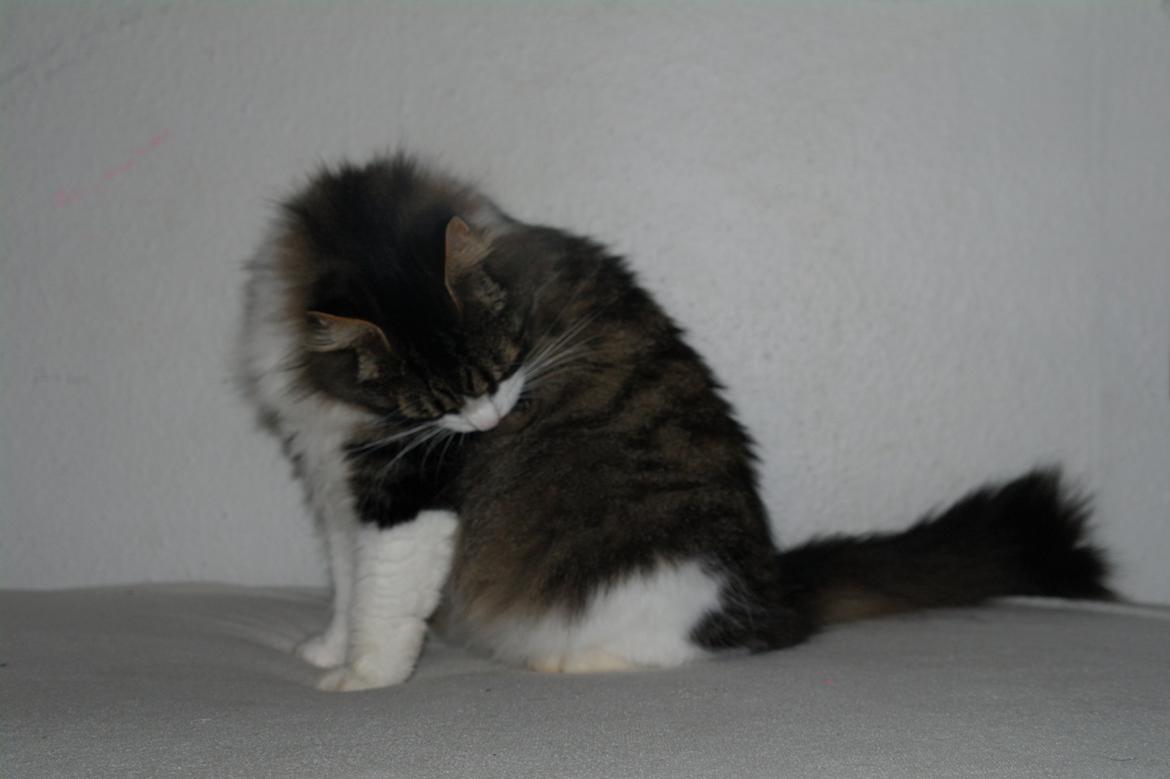 Norsk Skovkat Bosse | The Little Tiger |<3 billede 25