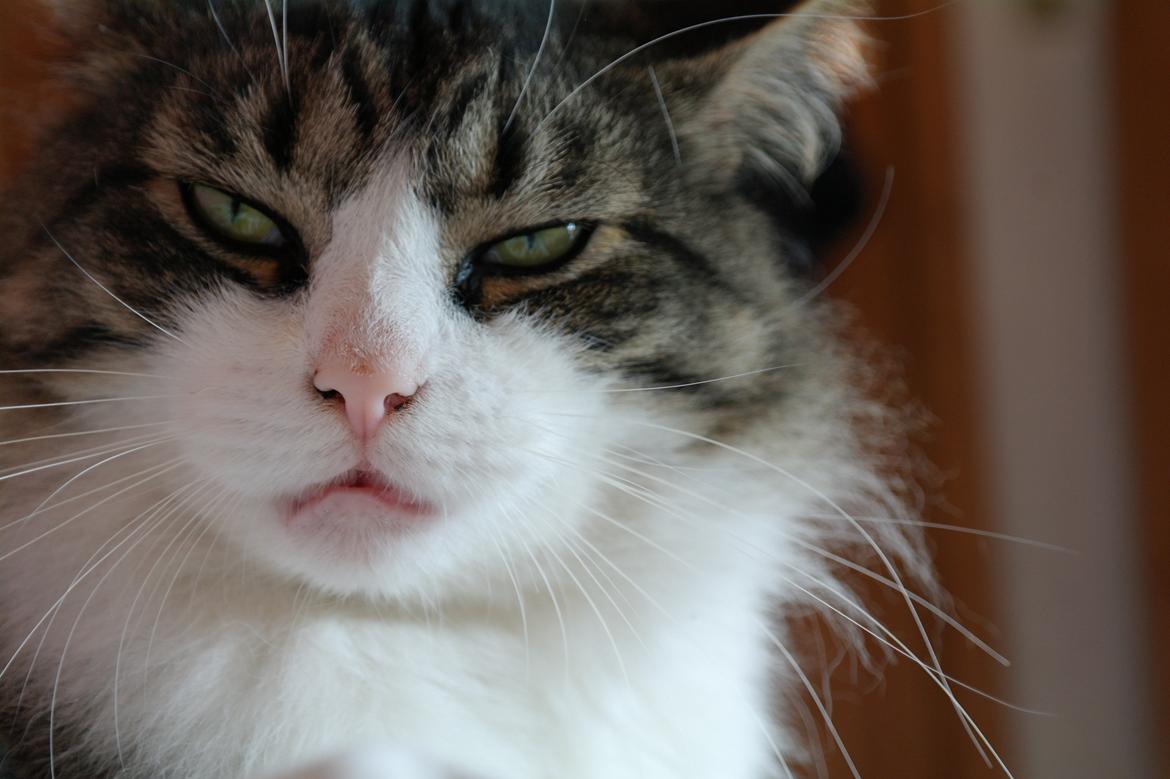 Norsk Skovkat Bosse | The Little Tiger |<3 billede 26