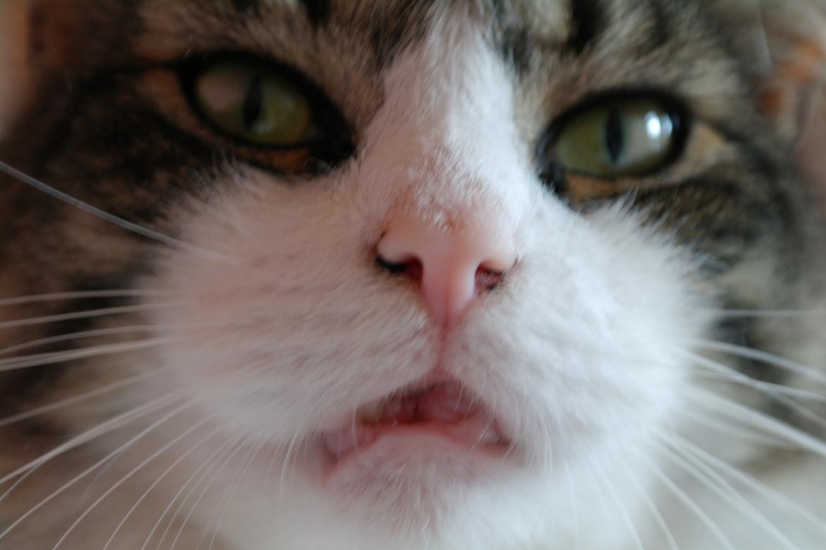 Norsk Skovkat Bosse | The Little Tiger |<3 billede 1