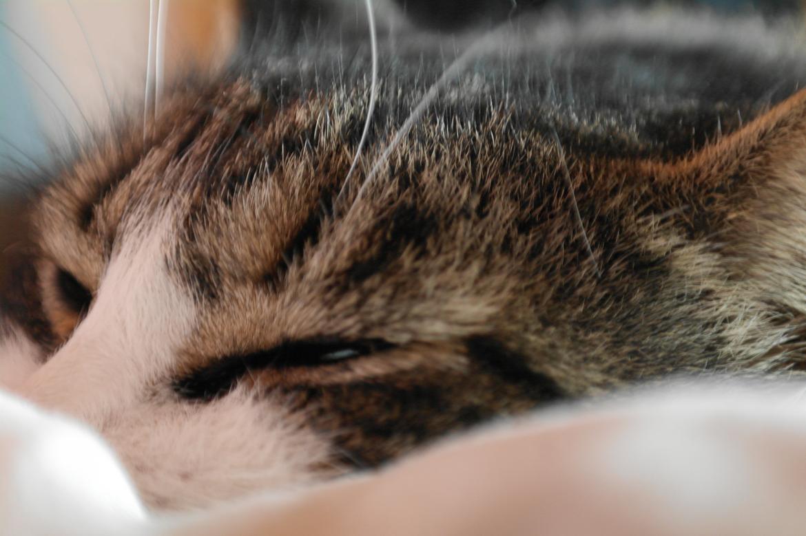 Norsk Skovkat Bosse | The Little Tiger |<3 billede 27