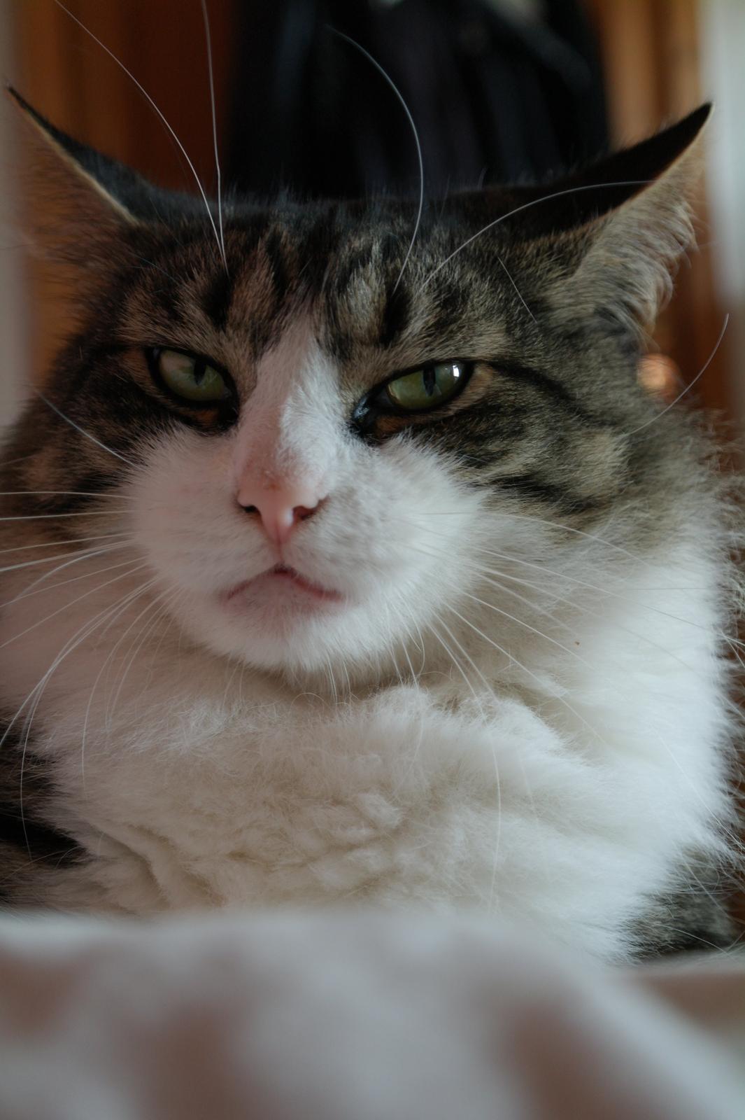 Norsk Skovkat Bosse | The Little Tiger |<3 billede 23