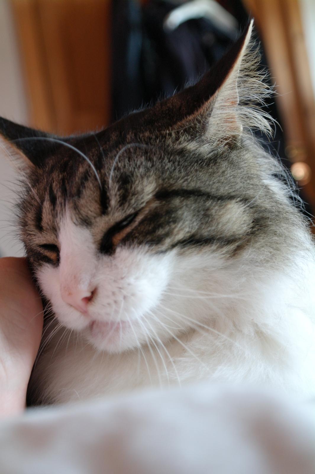 Norsk Skovkat Bosse | The Little Tiger |<3 billede 28