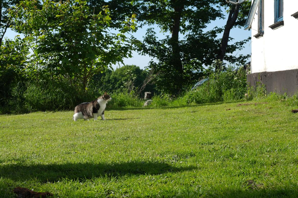 Norsk Skovkat Bosse | The Little Tiger |<3 billede 29