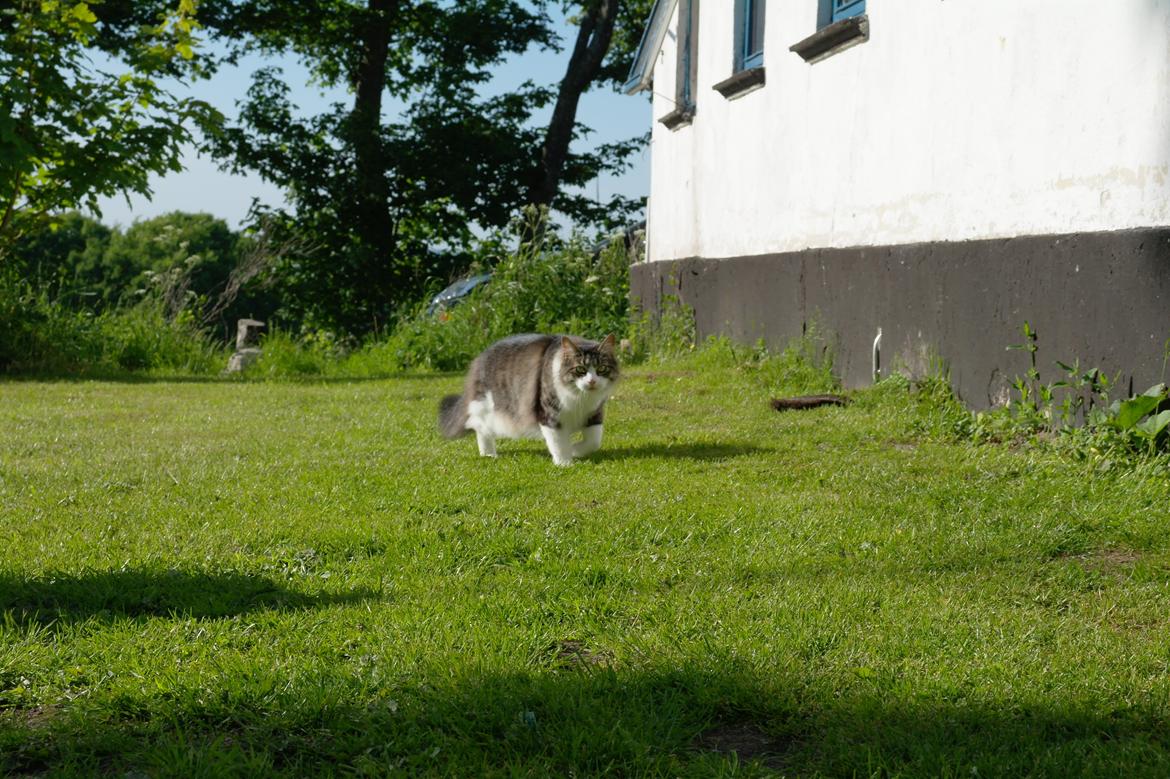 Norsk Skovkat Bosse | The Little Tiger |<3 billede 30