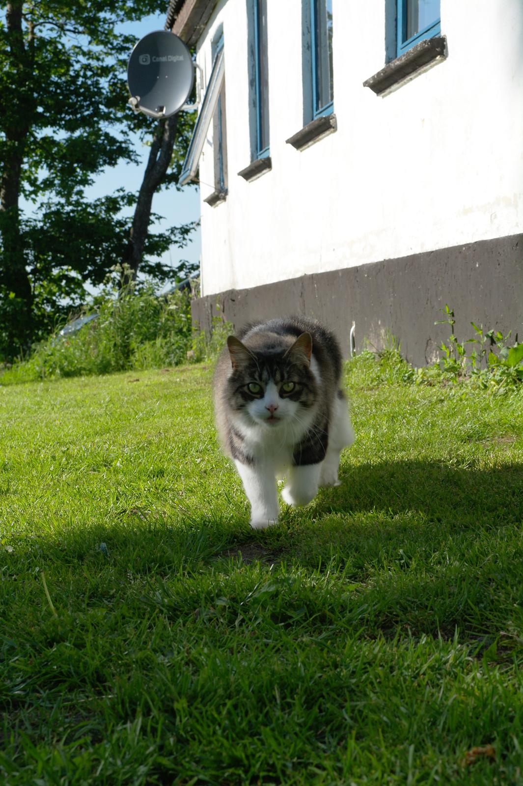 Norsk Skovkat Bosse | The Little Tiger |<3 billede 31