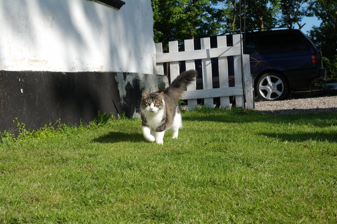 Norsk Skovkat Bosse | The Little Tiger |<3 billede 32