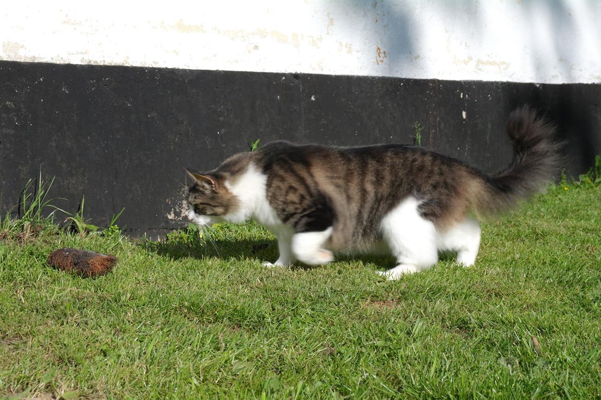 Norsk Skovkat Bosse | The Little Tiger |<3 billede 33