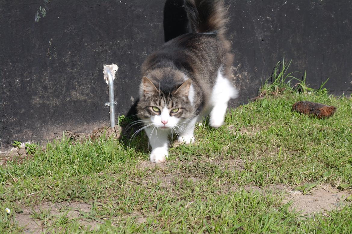 Norsk Skovkat Bosse | The Little Tiger |<3 billede 34