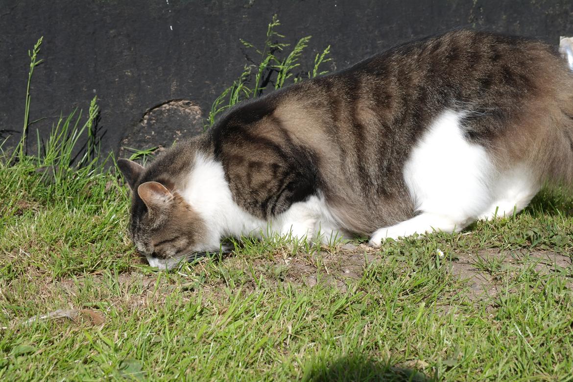 Norsk Skovkat Bosse | The Little Tiger |<3 billede 35