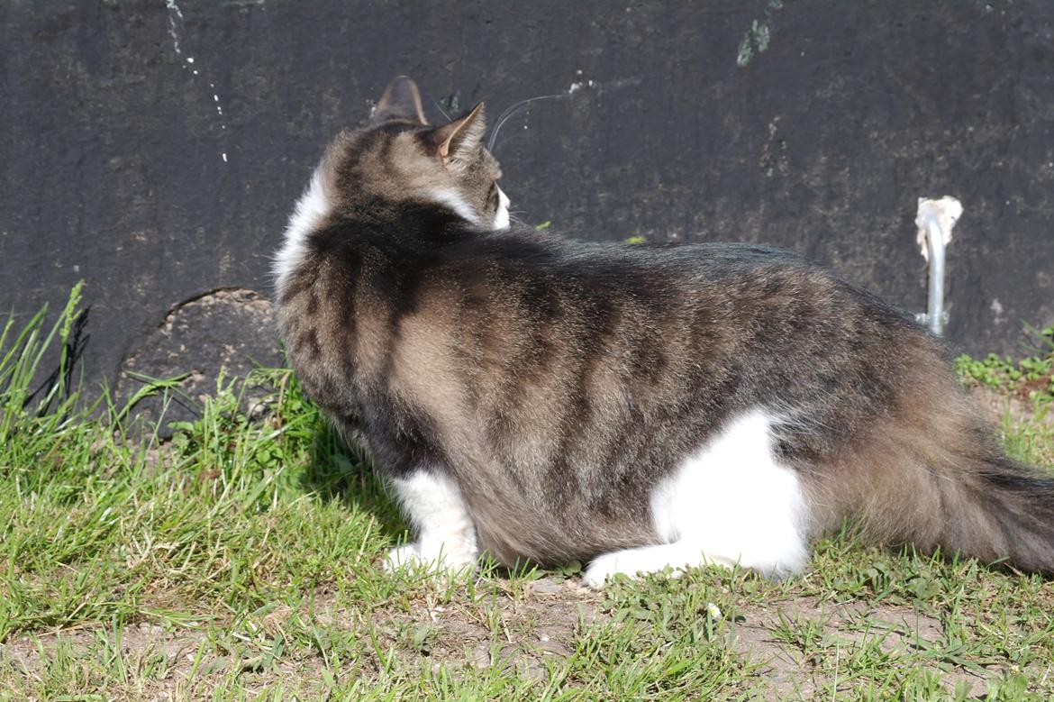 Norsk Skovkat Bosse | The Little Tiger |<3 billede 36