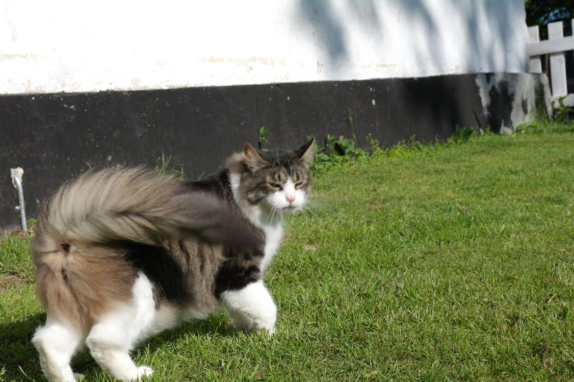 Norsk Skovkat Bosse | The Little Tiger |<3 billede 37