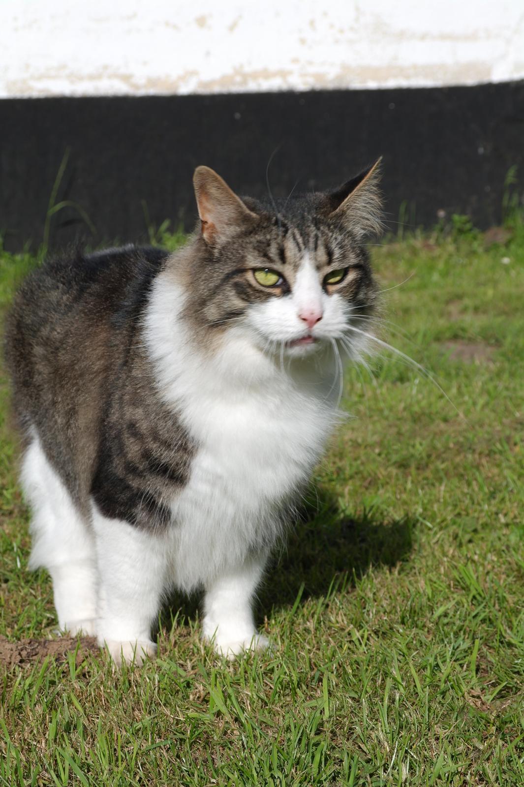 Norsk Skovkat Bosse | The Little Tiger |<3 billede 38