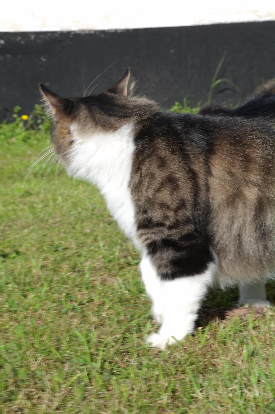 Norsk Skovkat Bosse | The Little Tiger |<3 billede 39