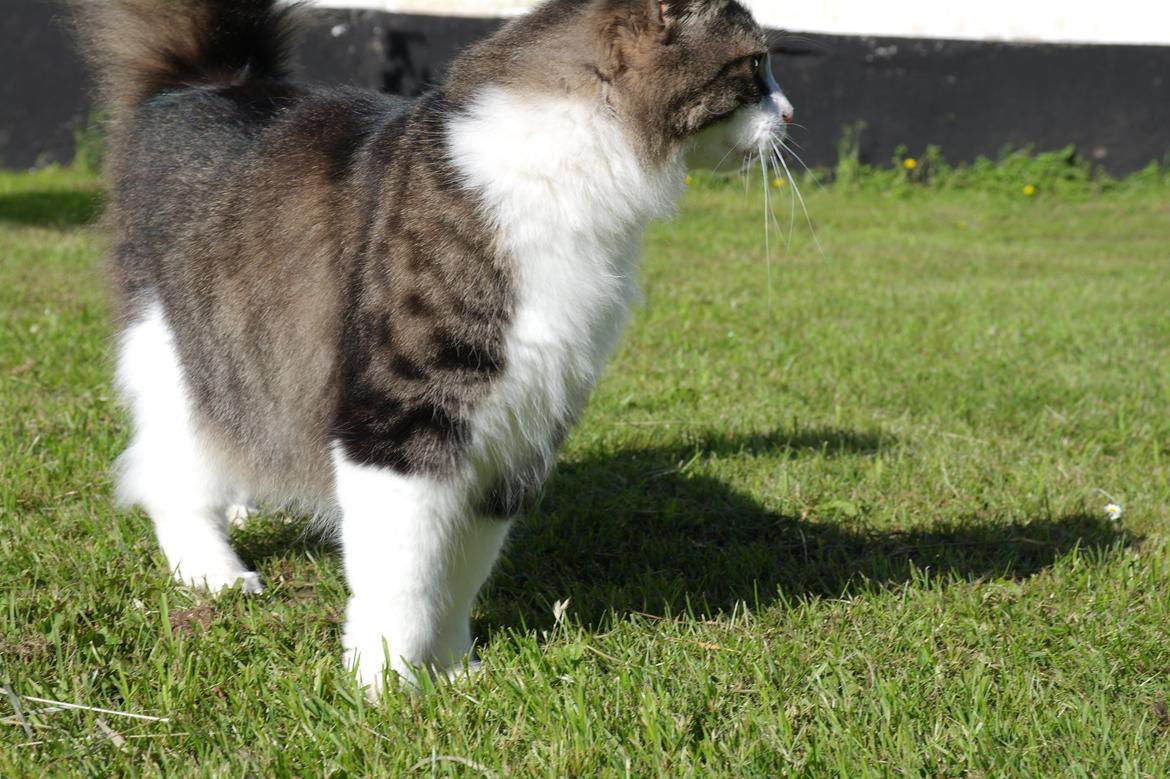 Norsk Skovkat Bosse | The Little Tiger |<3 billede 40