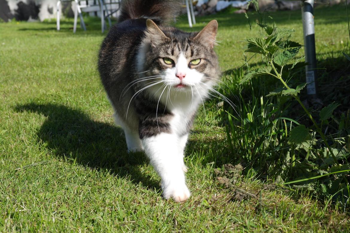 Norsk Skovkat Bosse | The Little Tiger |<3 billede 41