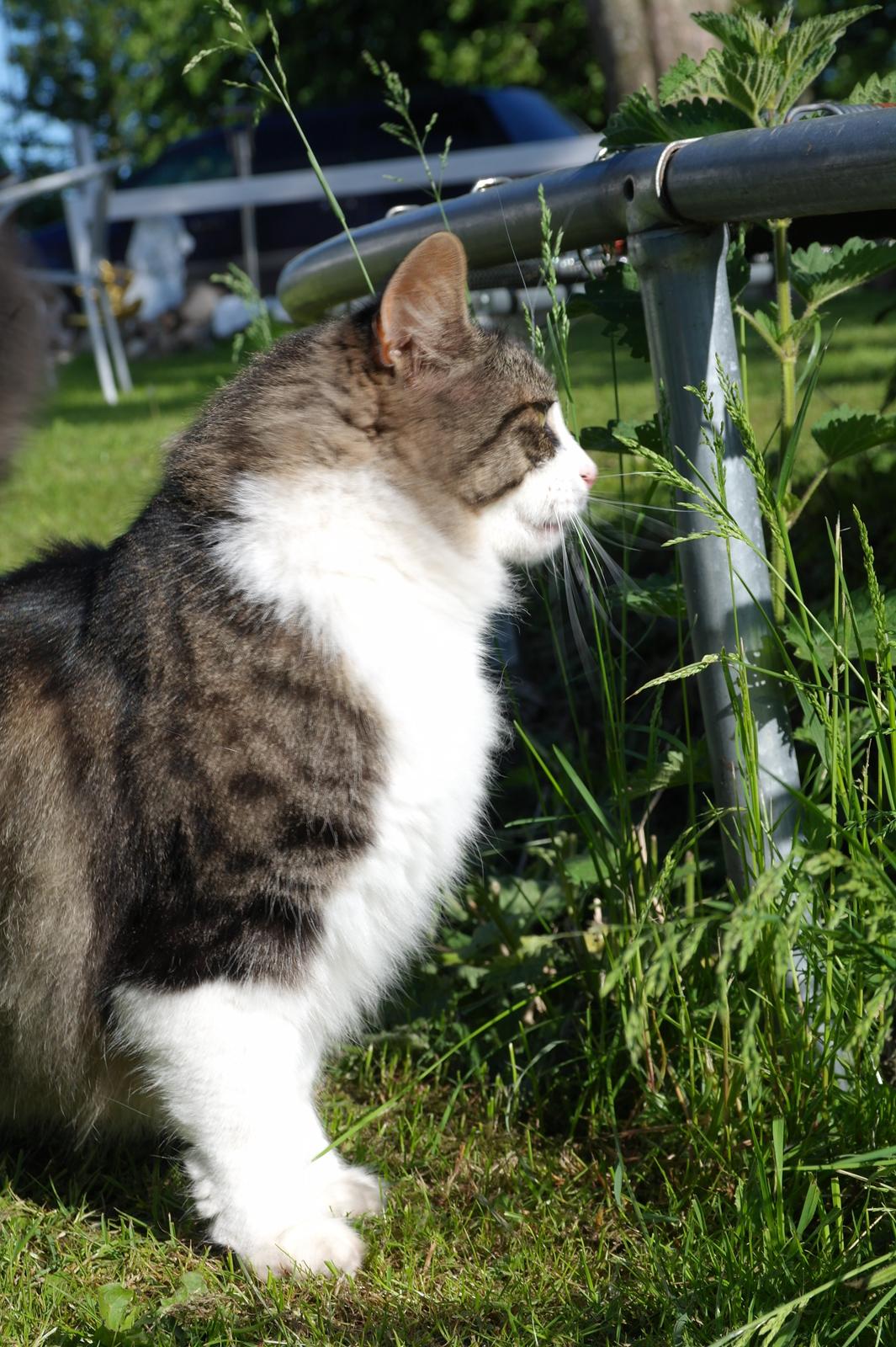 Norsk Skovkat Bosse | The Little Tiger |<3 billede 42