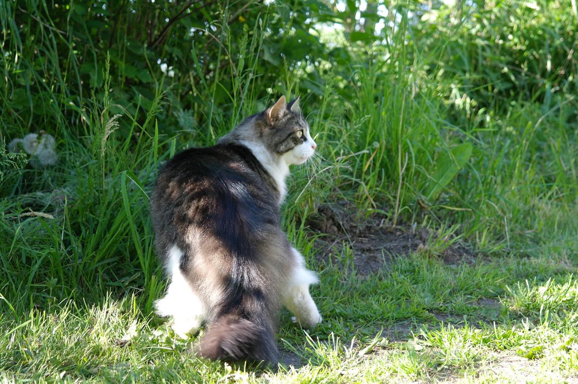 Norsk Skovkat Bosse | The Little Tiger |<3 billede 43