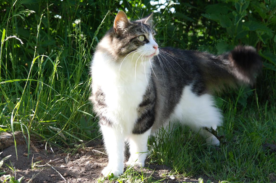 Norsk Skovkat Bosse | The Little Tiger |<3 billede 44