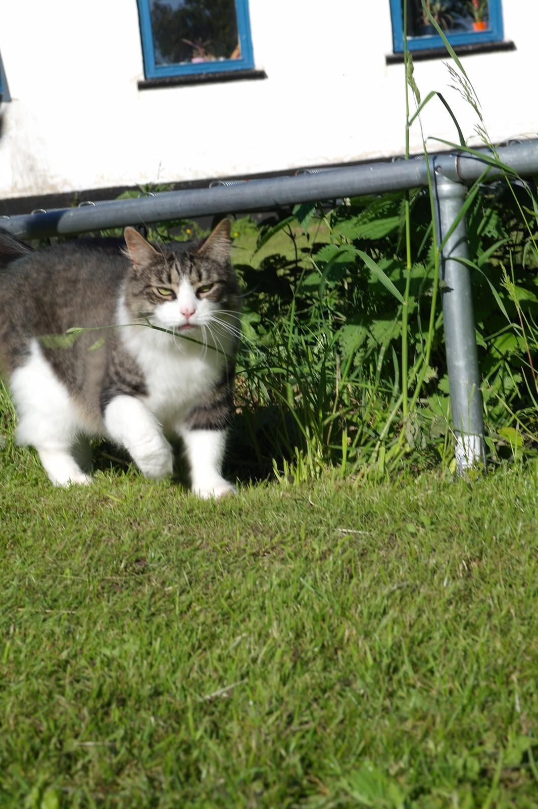 Norsk Skovkat Bosse | The Little Tiger |<3 billede 45