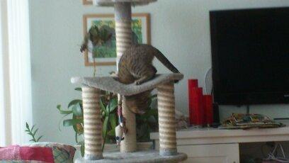 Huskat Tiger mis :) billede 10