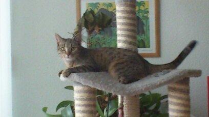 Huskat Tiger mis :) billede 11