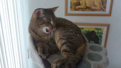 Huskat Tiger mis :) billede 12