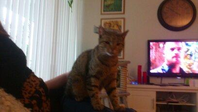 Huskat Tiger mis :) billede 13