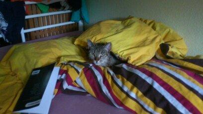 Huskat Tiger mis :) billede 14