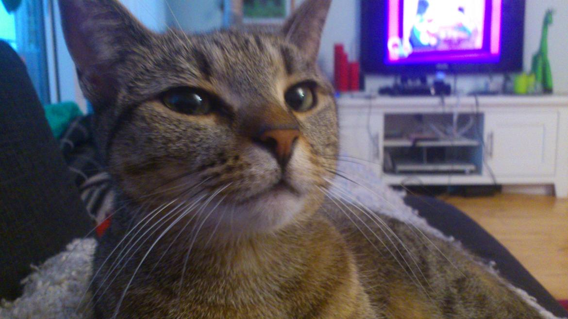 Huskat Tiger mis :) billede 15