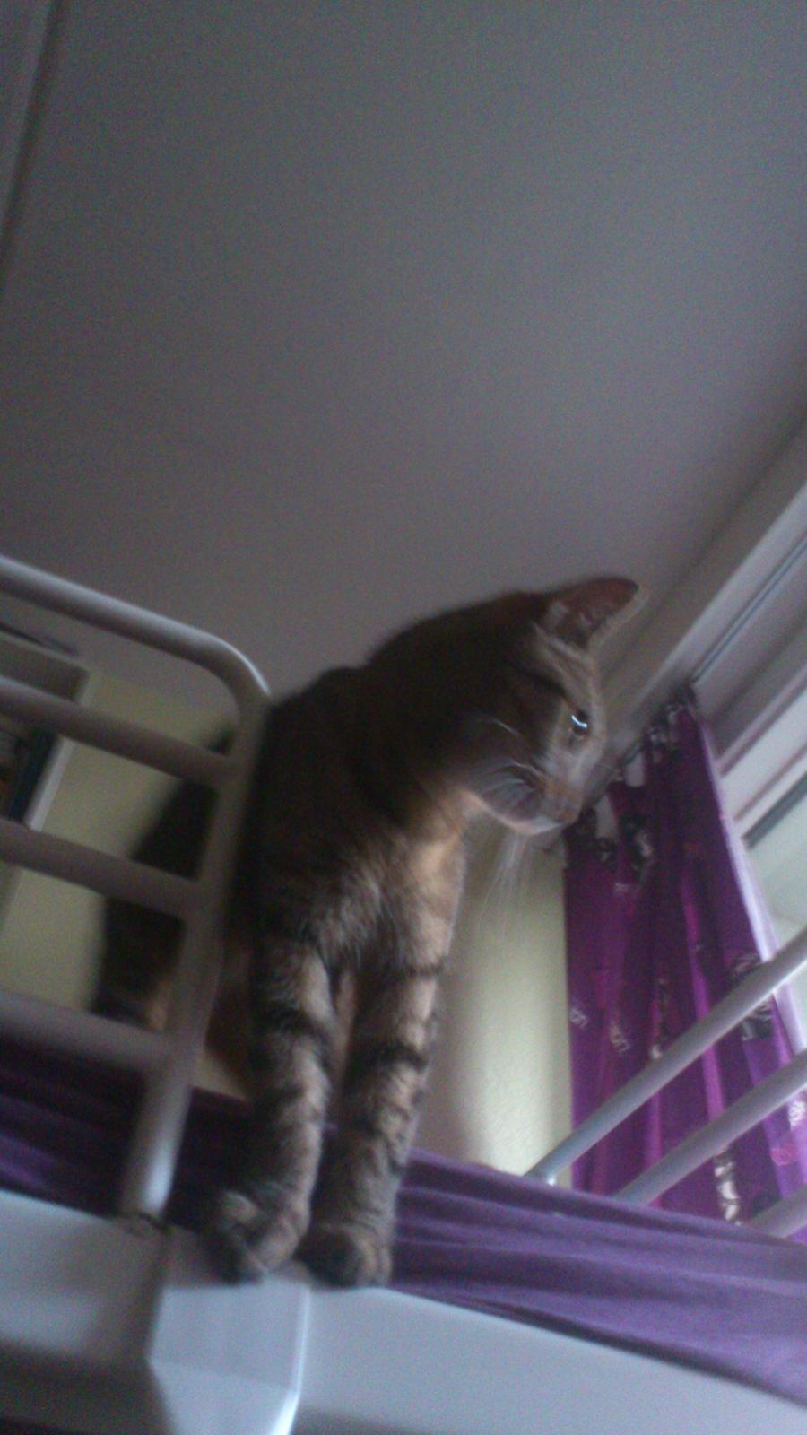 Huskat Tiger mis :) billede 16