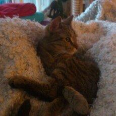 Huskat Tiger mis :) billede 18