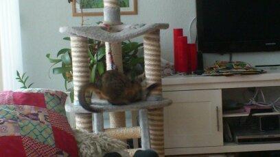 Huskat Tiger mis :) billede 19