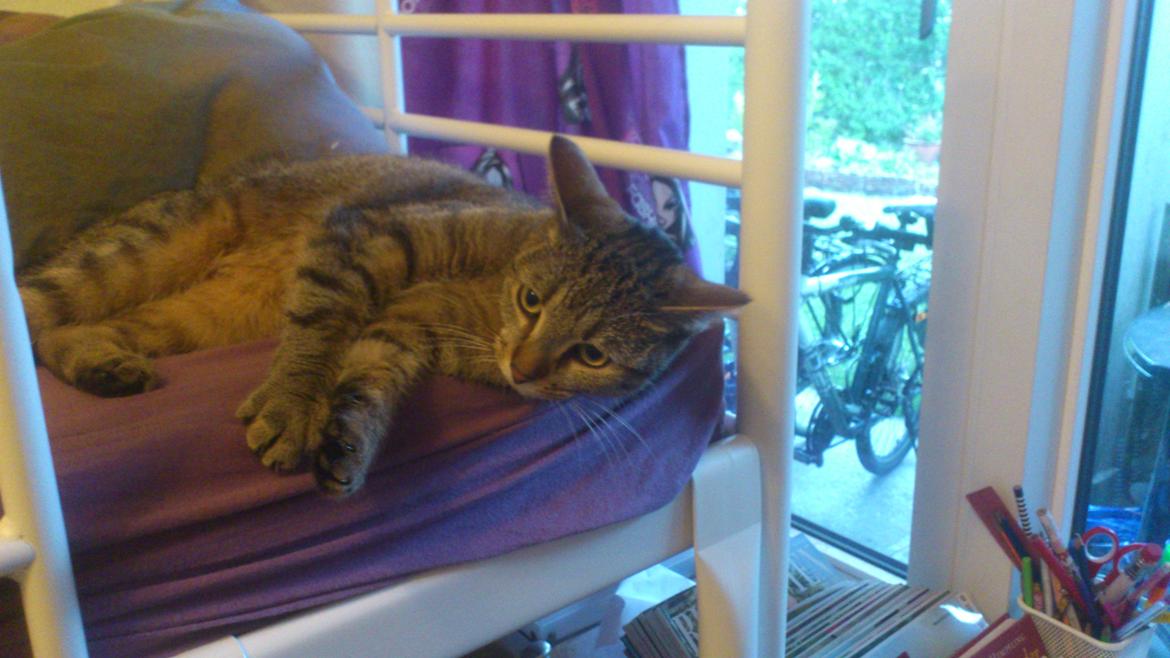 Huskat Tiger mis :) billede 20