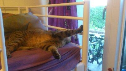 Huskat Tiger mis :) billede 21